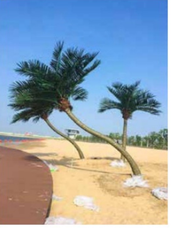 Curved artificial coconut palm with real wood trunk