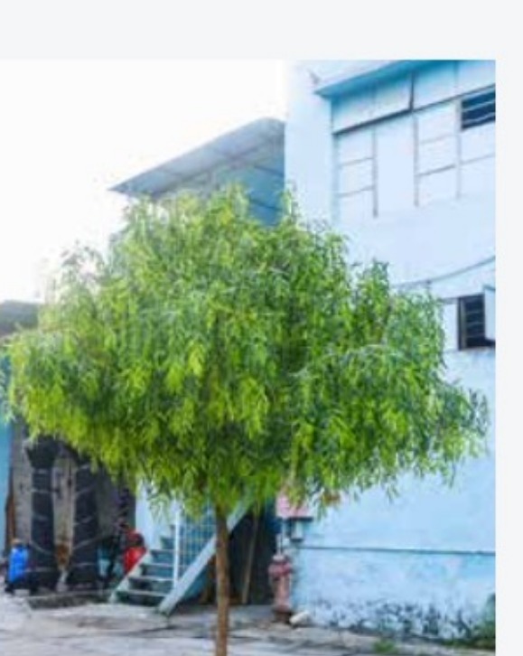 Artificial willow tree with soft hanging canopy