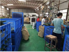 Workshop assembly line for artificial botanical products